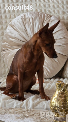 Продавам цверг пичнчер, снимка 6 - Пинчер - 54162714