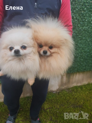 Две женски померанки