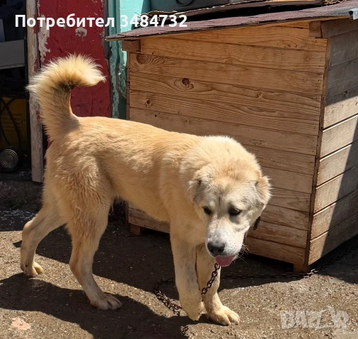 Алабай мъжки топ