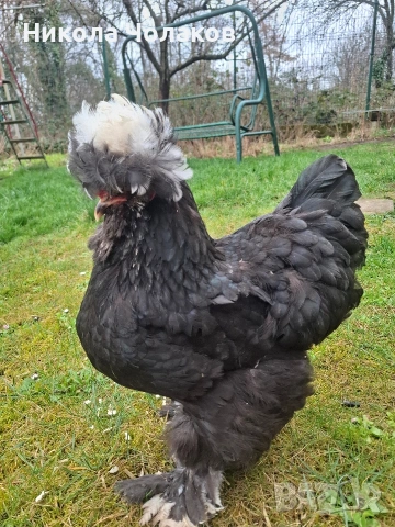 Струмски стандарт яйца , снимка 6 - Кокошки и пуйки - 54215414