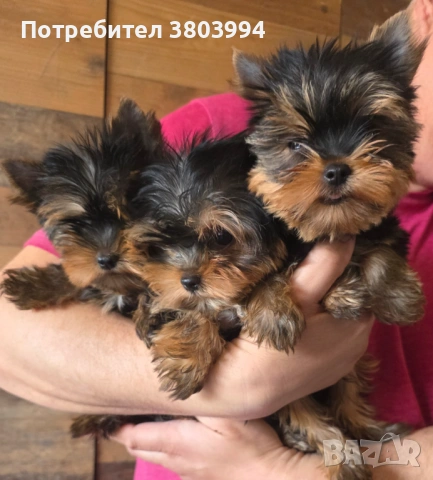 Чистокръвно Мини момиченце, снимка 15 - Йоркширски териер - 54243156