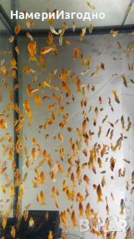 Жълти молинезии