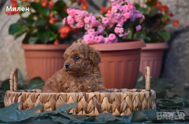 Той пудел Toy poodle, снимка 9 - Пудели - 55006000