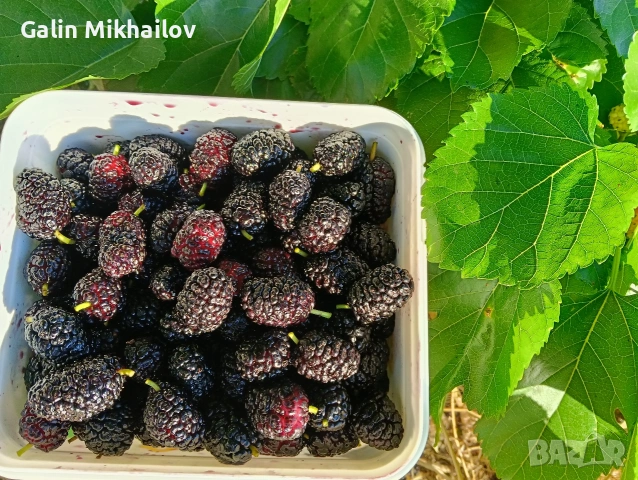 Пресен Бадем, малини, трибулус, лозови листа, снимка 8 - Домашни продукти - 55249399