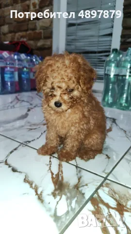 Той пудел Toy poodle, снимка 8 - Пудели - 55419874
