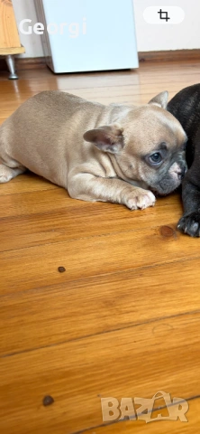 Френски булдог, снимка 3 - Френски булдог - 54267311