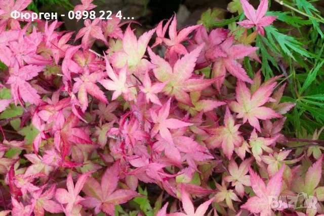 Ацер „Бени-Майко“ (Acer palmatum 'Beni-maiko') – Японски японски клен, снимка 6 - Разсади - 55530367