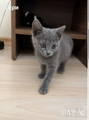 Руски сини котета , снимка 2 - Руска синя котка - 55257080