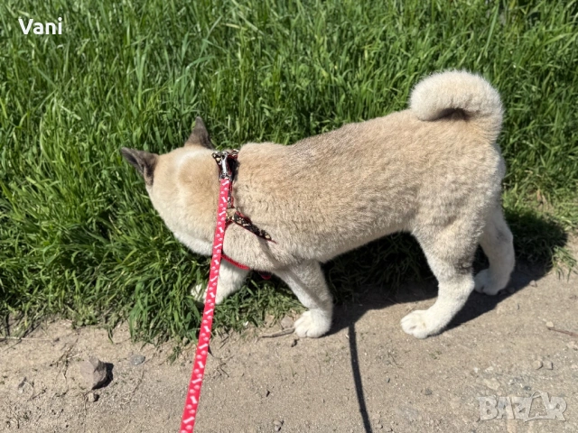 Американска акита кученце, снимка 9 - Акита - 53021892