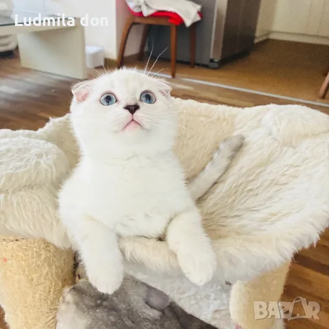 🐾 Продавам чистокръвни британски шиншила котенца 🐾  , снимка 5 - Британска късокосместа - 54784808