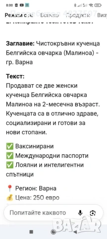 продават се две ценски кученца белгийска овчарка, снимка 5 - Белгийска овчарка - 54666216