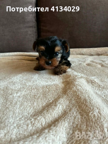 Мини  Йорки мъжки  роден на 1.03.26 , снимка 8 - Йоркширски териер - 53228272
