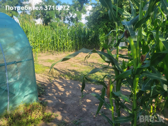 Продавам сладка царевица , снимка 2 - Домашни продукти - 55225447