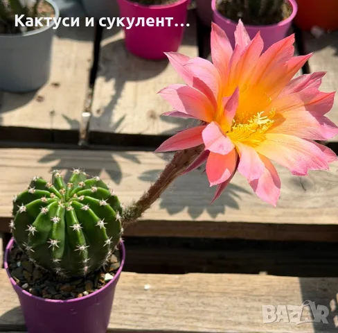 Цъфтящи Кактуси Echinopsis Hybrid омбре преливащи се цветове , снимка 6 - Градински цветя и растения - 55683810