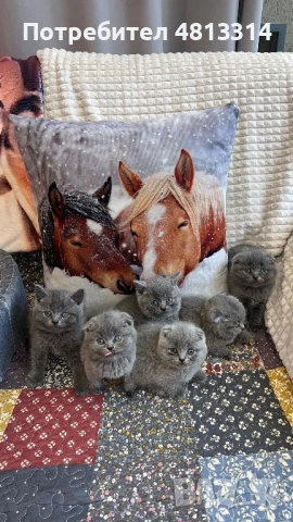 Котета Шотландски Фолд и Котета Британка Късокосместа , снимка 5 - Британска късокосместа - 54377290