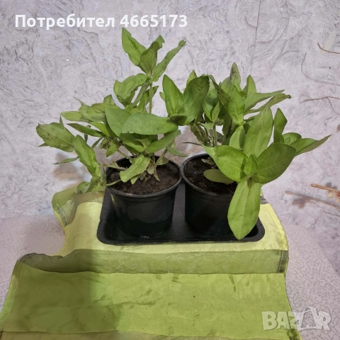 Градинска Циния, снимка 6 - Градински цветя и растения - 54724450