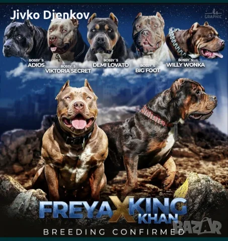 Американско були ХЛ /American bully XL, снимка 2 - Други - 55673984