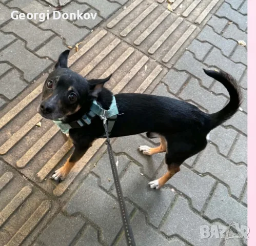 Подарявам Блеки 🥰, снимка 5 - Други - 55569234
