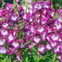 Пенстемон лилав, Penstemon polaris Purple, студоустойчив, снимка 3