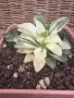 Рядка Вариегатна Хавортия (Haworthia retusa f. variegata) – Колекционерска, снимка 1