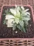 Рядка Вариегатна Хавортия (Haworthia retusa f. variegata) – Колекционерска, снимка 2