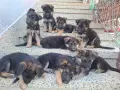 Продавам Немски овчарки , снимка 4