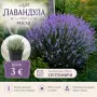 Разсад лавандула , снимка 1