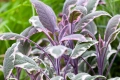 Salvia officinalis ‘Tricolor’ / Градински чай „Tricolor, снимка 2