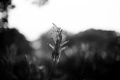 Nikon 50mm f/1.4 AI обектив Никон, снимка 10