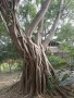 Фикус Ficus Microcarpa , снимка 1