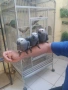 Кралски жака ръчно хранени от Zoo ЛУКС Аратинга Русе , снимка 1