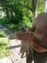 Малки Питбули,редовно обезпаразитявани вътрешно и външно и с първа ваксина, снимка 6