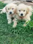 Golden retriever /puppies , снимка 10