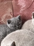 Чистокръвни британски котенца, снимка 4