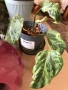 Philodendron Gloriosum Snow Leopard (rare), снимка 2
