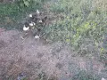 Малки неми патета, снимка 2