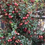 Чилийска гуава (Ugni molinae), снимка 4