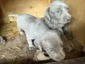 Кучета Ваймаранер, снимка 9