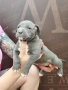 Американско Були Хл American bully Xl ABKC , снимка 12