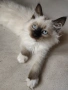 Чистокръвни котенца Ragdoll, снимка 4