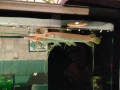 Albino Alligator Gar fish., снимка 6