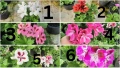 🚨 ПОСЛЕДНИ БРОЙКИ! Кралско мушкато (Pelargonium grandiflorum) на ТОП цена! 3 €🚨, снимка 9