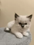 Ragdoll Cats / Регдол Котенца , снимка 3