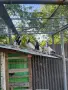 Пазарджишки гълъби, снимка 11