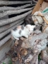 Котенца, снимка 3