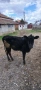 Продавам 2 бр. Телета, снимка 8