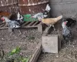 Кокошки Апенцелер , снимка 4