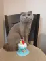 Шотландски котета , снимка 2