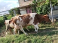 Продавам 7 бр крави за мляко , снимка 2