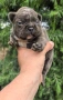 Френски булдог/French Bulldog , снимка 13